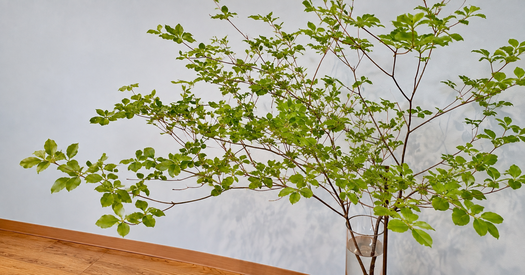 ガラスの花瓶に活けた、若葉が広がる枝もの