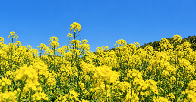 青空の下に広がる菜の花畑の写真